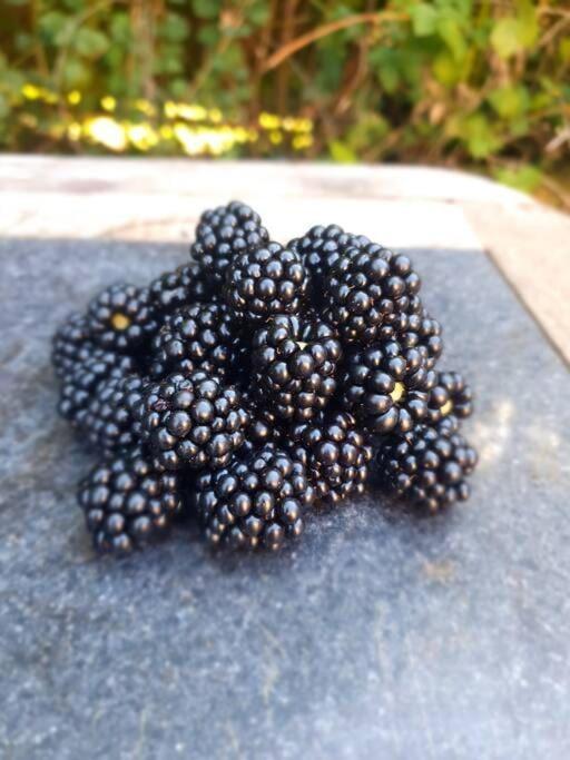 Nature Charm & Fruit Delights, Multi-Generation Celebratory Home -Try, Relax, Repeat - Sellindge 애슈퍼드 외부 사진